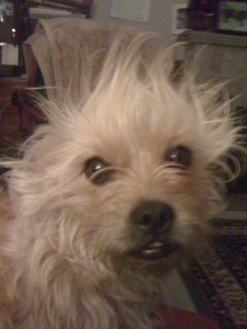 pre groom
