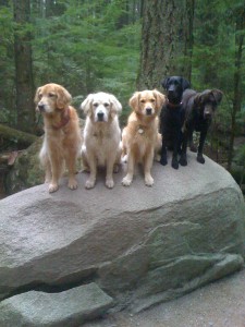 pups on rock Dec.09